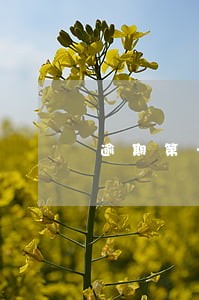 逾期第一次减免 逾期第一次减免