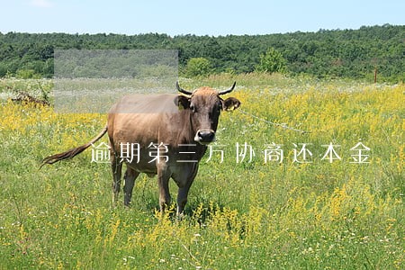 逾期第三方协商还本金 逾期第三方协商还本金