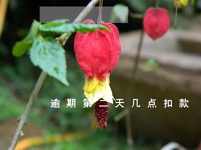 逾期第二天几点扣款 逾期第二天几点扣款