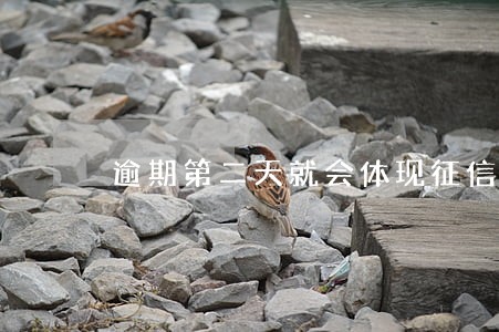 逾期第二天就会体现征信报告上吗 逾期第二天就会体现征信报告上吗
