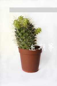 逾期第五天会怎样 逾期第五天会怎样