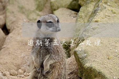 逾期第五天怎么处理 逾期第五天怎么处理