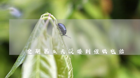 逾期第五天没接到催收电话 逾期第五天没接到催收电话