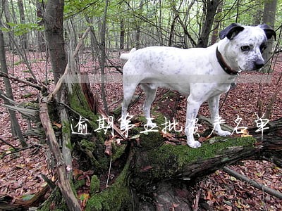 逾期第五批资产名单