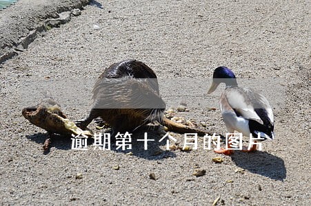 逾期第十个月的图片 逾期第十个月的图片