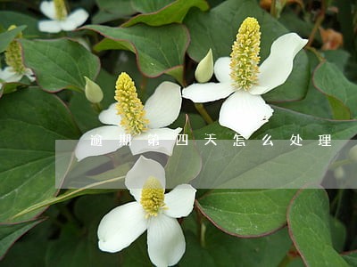 逾期第四天怎么处理 逾期第四天怎么处理