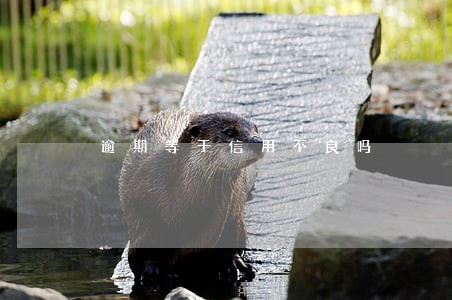 逾期等于信用不良吗 逾期等于信用不良吗
