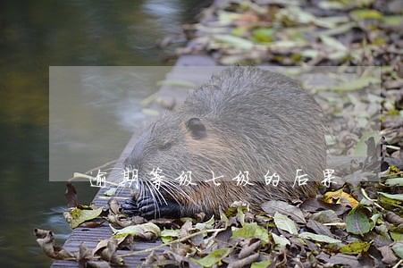 逾期等级七级的后果 逾期等级七级的后果