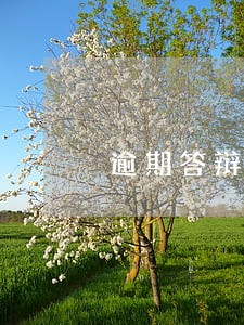 逾期答辩后果 逾期答辩后果
