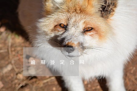 逾期签定合同 逾期签定合同