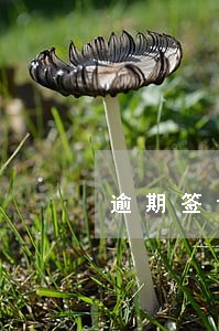 逾期签订买卖合同的违约责任 逾期签订买卖合同的违约责任