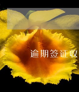 逾期签证收入 逾期签证收入