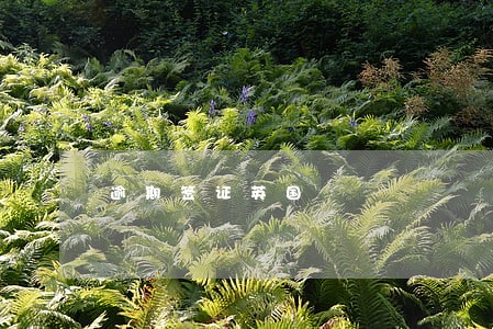 逾期签证英国 逾期签证英国