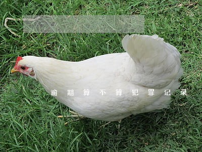 逾期算不算犯罪记录 逾期算不算犯罪记录