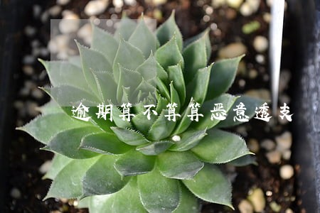 逾期算不算算恶意透支 逾期算不算算恶意透支
