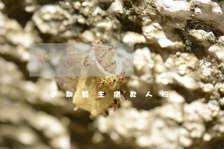 逾期算主借款人吗 逾期算主借款人吗