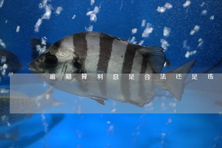 逾期算利息是合法还是违法 逾期算利息是合法还是违法