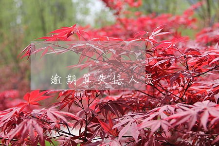 逾期算失信人员 逾期算失信人员