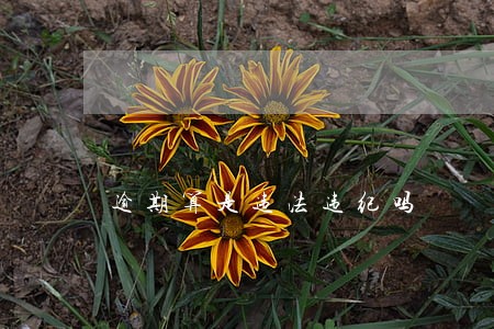 逾期算是违法违纪吗 逾期算是违法违纪吗