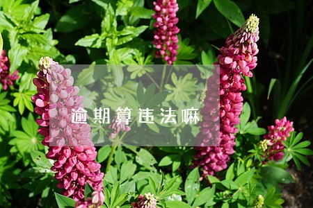 逾期算违法嘛 逾期算违法嘛