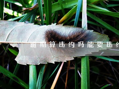 逾期算违约吗能要违约金吗 逾期算违约吗能要违约金吗