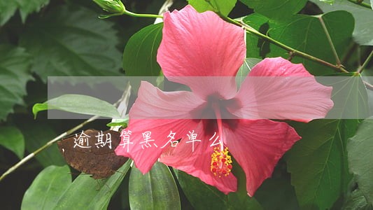 逾期算黑名单么
