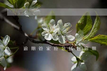 逾期管家应急钱包逾期 逾期管家应急钱包逾期