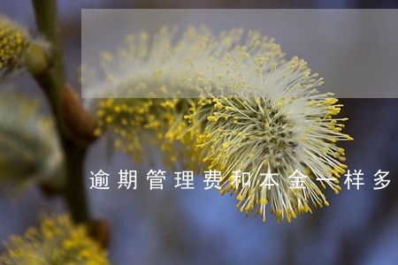 逾期管理费和本金一样多 逾期管理费和本金一样多