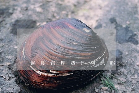 逾期管理费是利息吗 逾期管理费是利息吗