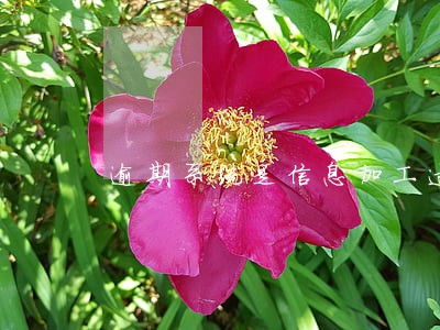 逾期系统是信息加工过程中的 逾期系统是信息加工过程中的