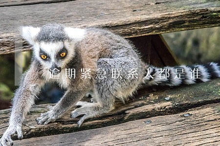 逾期紧急联系人都是谁
