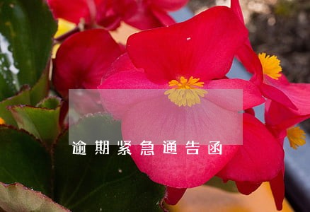 逾期紧急通告函 逾期紧急通告函