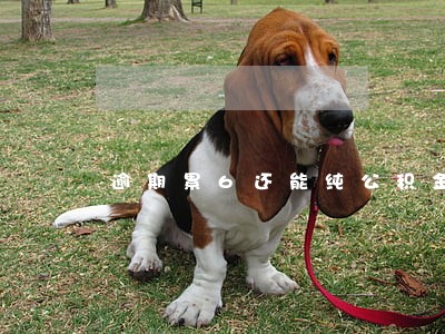 逾期累6还能纯公积金贷款吗