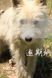逾期纳滞金条款 逾期纳滞金条款