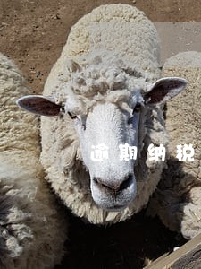 逾期纳税会影响企业债务融资吗 逾期纳税会影响企业债务融资吗