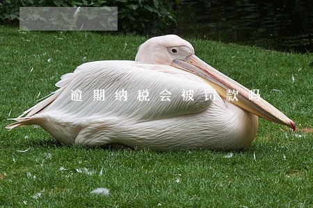 逾期纳税会被罚款吗