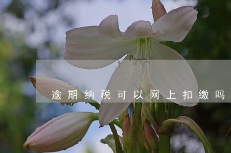 逾期纳税可以网上扣缴吗 逾期纳税可以网上扣缴吗