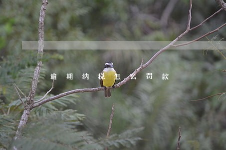 逾期纳税怎么罚款 逾期纳税怎么罚款