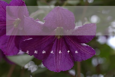 逾期纳税未申报 逾期纳税未申报
