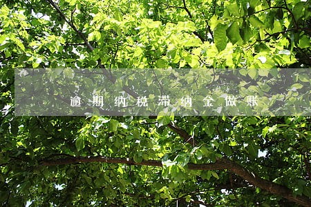 逾期纳税滞纳金做账