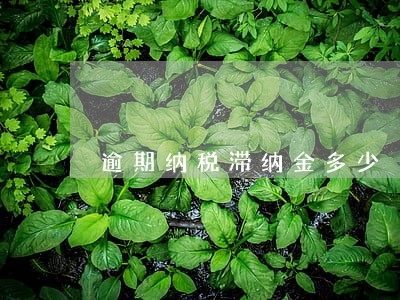 逾期纳税滞纳金多少 逾期纳税滞纳金多少
