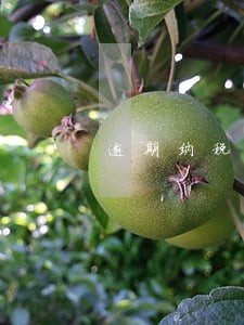 逾期纳税滞纳金比例 逾期纳税滞纳金比例