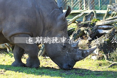 逾期纳税申报会产生什么影响 逾期纳税申报会产生什么影响