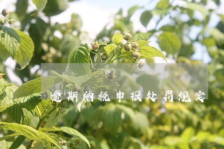 逾期纳税申报处罚规定 逾期纳税申报处罚规定