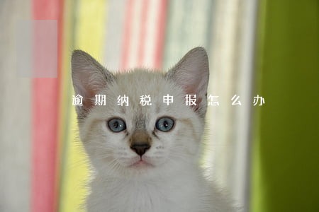 逾期纳税申报怎么办 逾期纳税申报怎么办