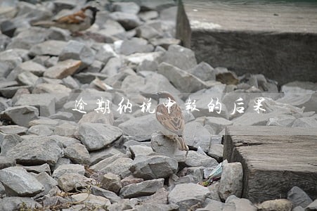 逾期纳税申报的后果 逾期纳税申报的后果