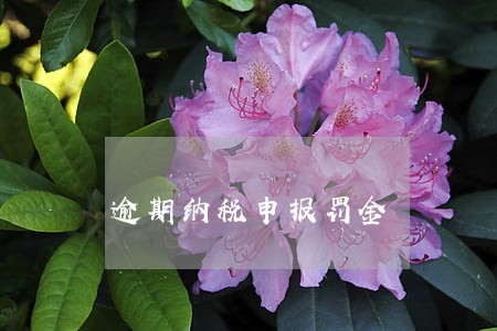 逾期纳税申报罚金 逾期纳税申报罚金