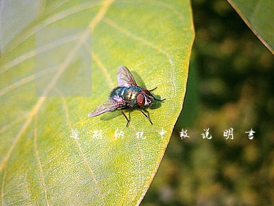 逾期纳税申报说明书 逾期纳税申报说明书
