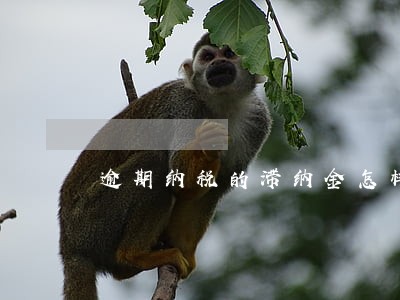 逾期纳税的滞纳金怎样计算 逾期纳税的滞纳金怎样计算