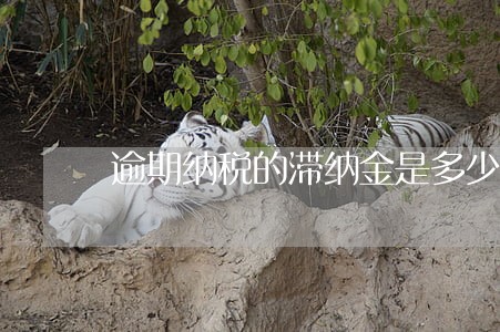 逾期纳税的滞纳金是多少钱 逾期纳税的滞纳金是多少钱